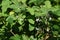 Solanum lyratum flowers and berries