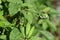 Solanum lyratum flowers and berries