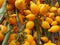 Solanum mammosum growing in the garden