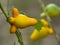Solanum mammosum, Nipple fruit,Titty fruit or Fox face.