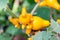 Solanum Mammosum Plant.