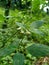 Solanum nigrum black night shade, ranti, lenca, blackberry nightshade, European black night shade with natural background