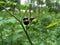 Solanum nigrum black night shade, ranti, lenca, blackberry nightshade, European black night shade with natural background