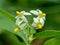 Solanum nigrum black night shade, ranti, lenca, blackberry nightshade, European black night shade with natural background. The p