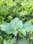 Solanum nigrum. Medicinal value. Autumn shoot