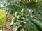 Solanum paniculatum, a Brazilian plant with a bitter taste