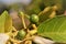 Solanum paniculatum fruits ripening in field on sunny day.