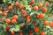 Solanum plant in the garden