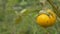 Solanum plants melongena other variants