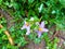 Solanum procumbens flower