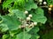 Solanum procumbens Herbs for health many benefits