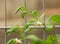 Solanum pseudocapsicum in bloom with white tiny flower