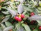 Solanum Pseudocapsicum Plant with Fruit in the Fall in Central Park, Manhattan.