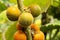 Solanum quitoense fruit on the tree - Lulo organic fruit
