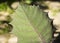 Solanum quitoense - Leaf of the lulo fruit plant