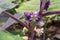 Solanum quitoense or naranjilla plant flowers and buds