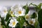 Solanum rantonnetii white flowering houseplant in bloom