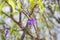 Solanum rantonnetti purple flowers in summer park