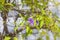 Solanum rantonnetti purple flowers in summer park