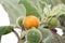 Solanum sanitwongsei, Herb for treatment cough
