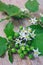 Solanum torvum with flower bunch