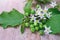 Solanum torvum with flower bunch