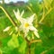 Solanum torvum plant flowers, the turkey berry, devil\\\'s fig, pea eggplant, platebrush