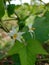 SOLANUM TORVUM TAKOKAK PLANTS AND WHITE FLOWERS WITH WIDE LEAVES