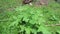 Solanum torvum Turkey berry, rickly nightshade, shoo-shoo bush, wild eggplant, pea eggplant, pea aubergine, kantÉ”si, konsusua or