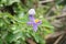 Solanum trilobatum flower in nature garden