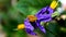 Solanum trilobatum Flowers