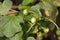 Solanum trilobatum fruit
