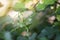 Solanum Trilobatum Linn in organic herb garden