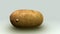 Solanum tuberosum