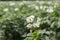 Solanum tuberosum in bloom, potatoes blooming plant