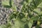 Solanum tuberosum  .potato. Potato plants. In the field. taiwan.