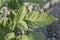 Solanum tuberosum  .potato. Potato plants. In the field. taiwan.