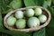 Solanum virginianum fruits