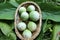 Solanum virginianum fruits