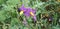 Solanum virginianum Thorn leaf and purple color muddle yellow flower.