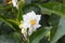 Solanum white flower macro. Blooming potato. Natural background garden