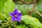 Solanum wrightii benth or potato tree flower on nature background