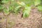 Solanum xanthocarpum on green plants.