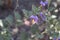 SOLANUM XANTI BLOOM - SAN BERNARDINO MTNS - 062220 B