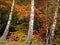 Solar autumn landscape with three birches