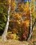 Solar autumn landscape with two birches