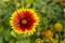 Solar flower Helianthus grows in garden