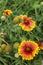 Solar flower Helianthus grows in garden