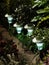 Solar garden lights