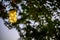 Solar lights in a jar hanging from a tree